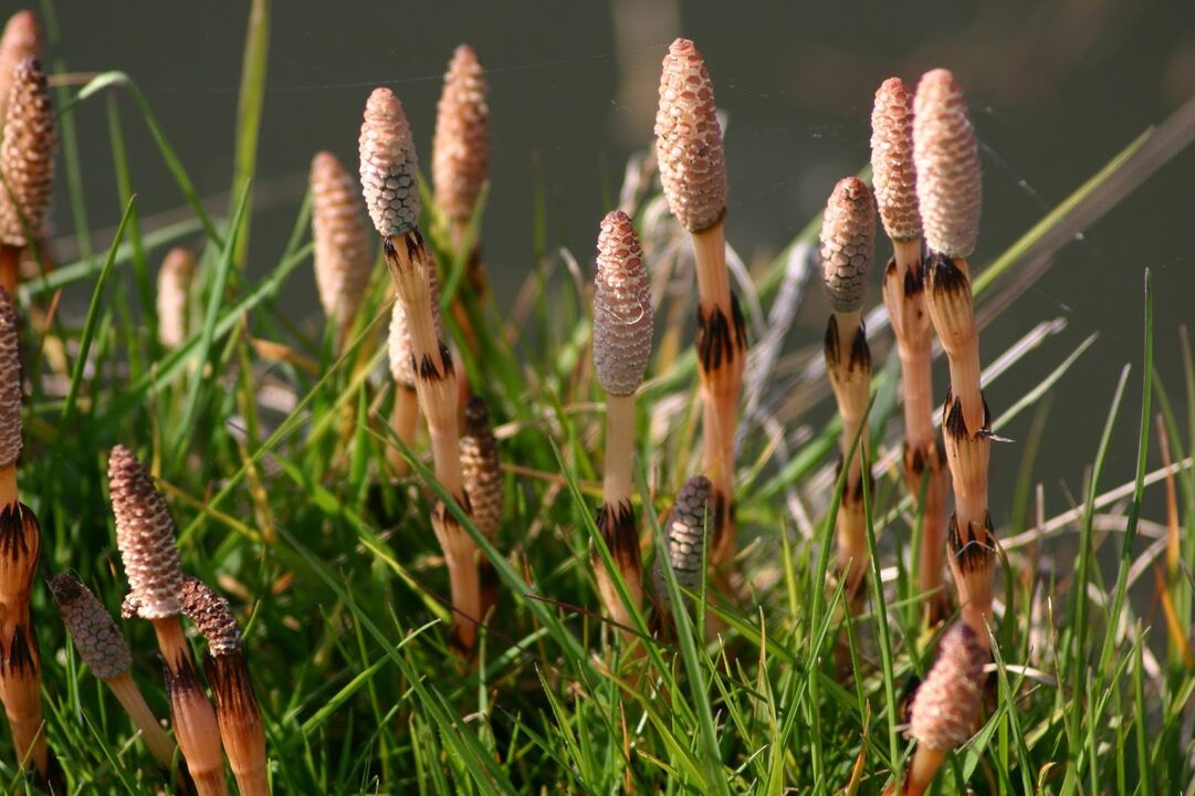 heermoes voor de behandeling van blaasontsteking